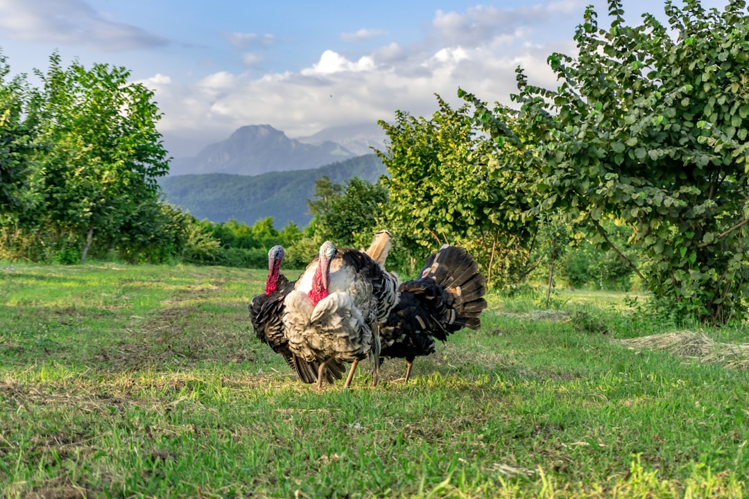 Ağrı
